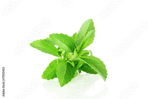 fresh stevia herbs closeup in pure white background photo