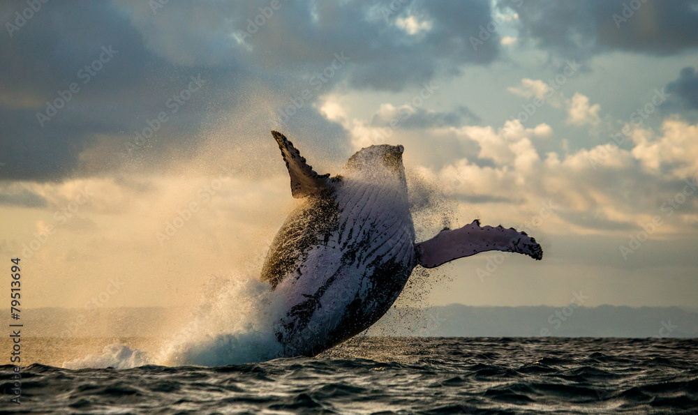 Humpback whale jump at sunset. Madagascar. - obrazy, fototapety, plakaty 