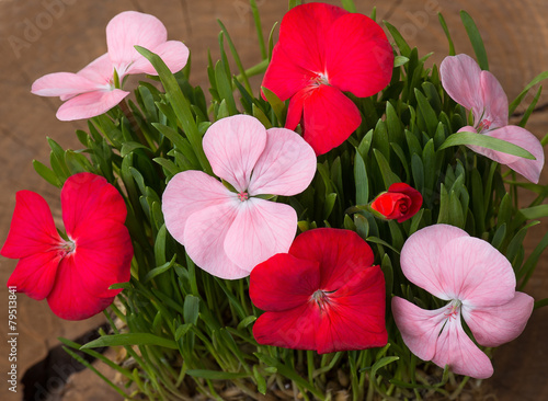 Fototapeta Naklejka Na Ścianę i Meble -  Geranium Pelargonium Flowers