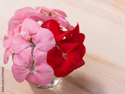 Fototapeta Naklejka Na Ścianę i Meble -  Geranium Pelargonium Flowers