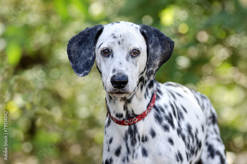 Dalmatian dog head closeup looking #79514042