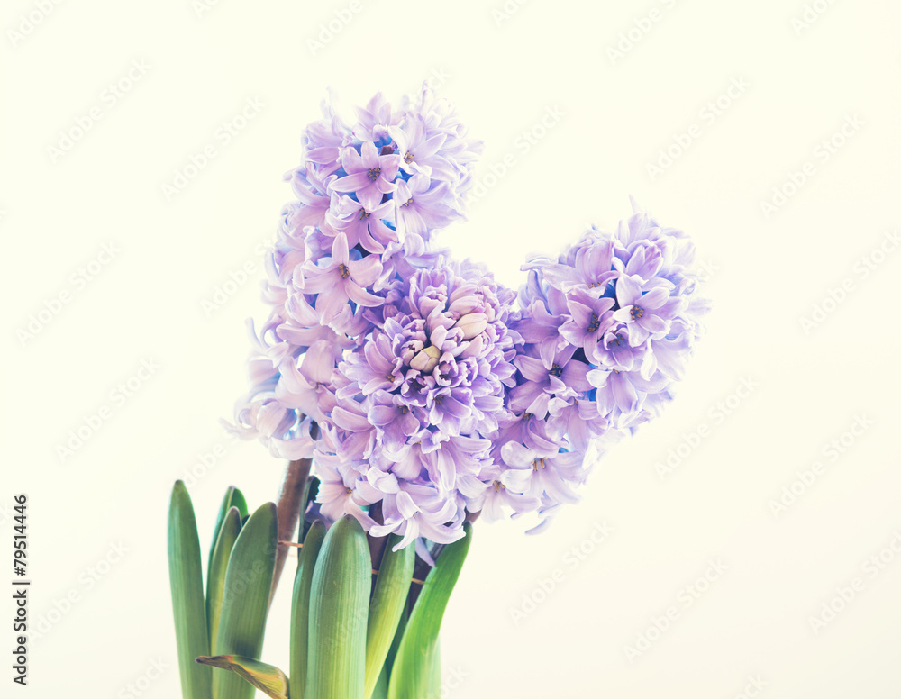 Fototapeta premium hyacinth growing in a pot