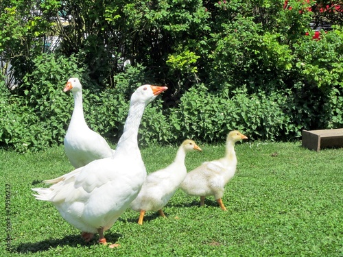Fotografie family of geese