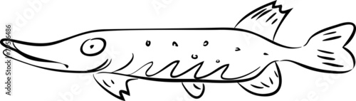 Sketch of Northern pike