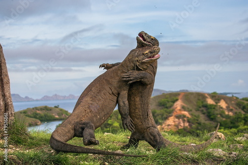 Two Komodo dragon fight with each other. © gudkovandrey