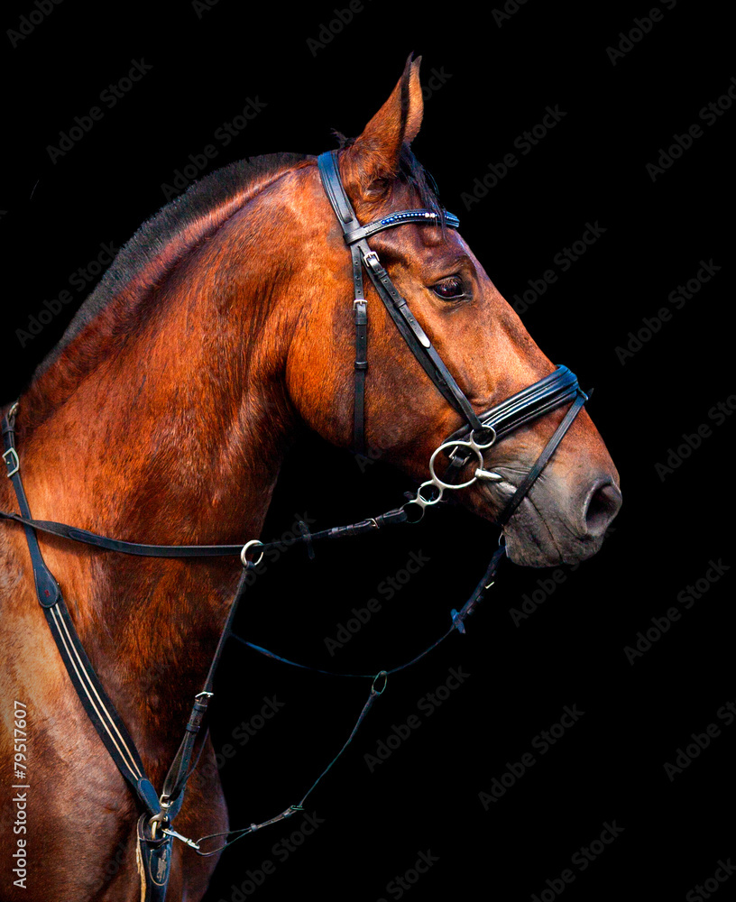 Fototapeta premium portrait in profile Holstein bay horse on a black background