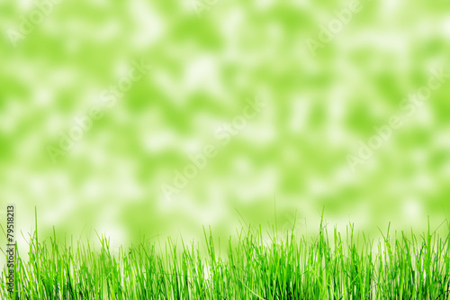 green grass isolation on the white backgrounds