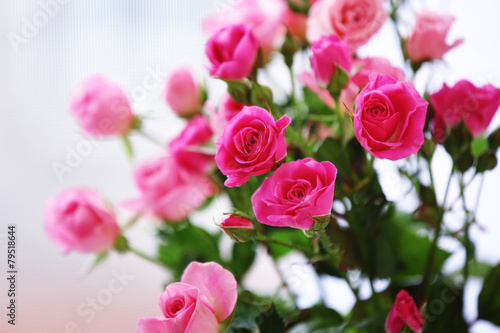 Beautiful pink roses on light background © Africa Studio