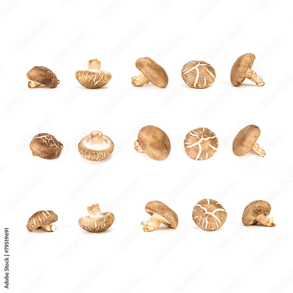 Chinese mushroom on white background Chinese mushroom on white background