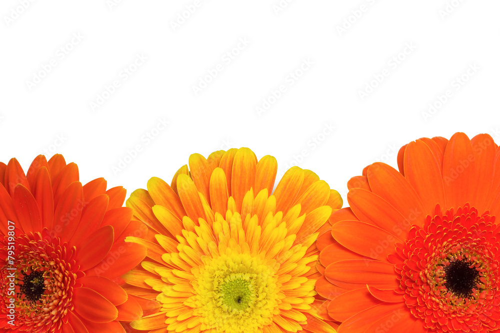 Orange and yellow chrysanthemum flowers Orange and yellow chrysanthemum flowers