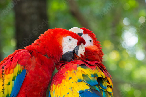 Macaws parrots