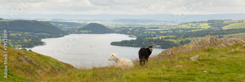 Black and white sheep elevated view Ullswater Lake District