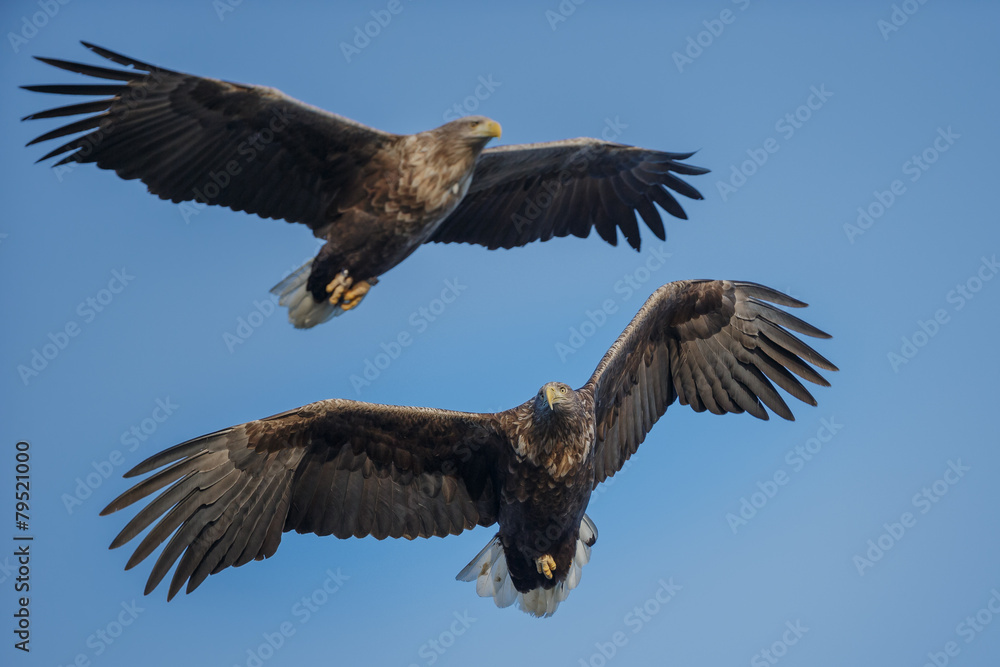 Fototapeta premium Soaring white-tailed eagles