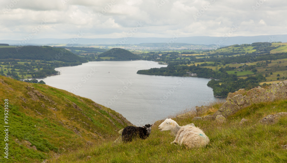 Obraz premium Black and white sheep elevated view Ullswater Lake District