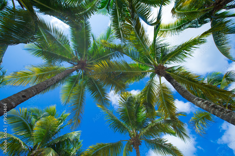 Fototapeta premium Palm tree