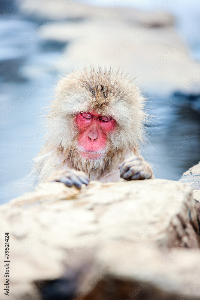 Naklejka premium Snow Monkey