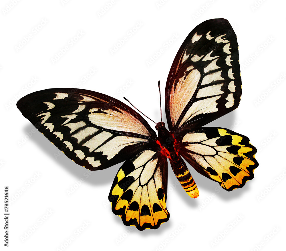 Fototapeta premium Color butterfly , isolated on white