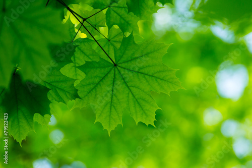 green leaves