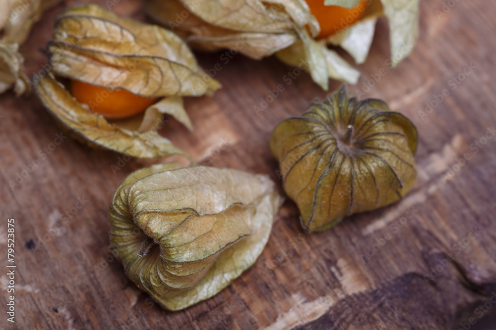physalis physalis
