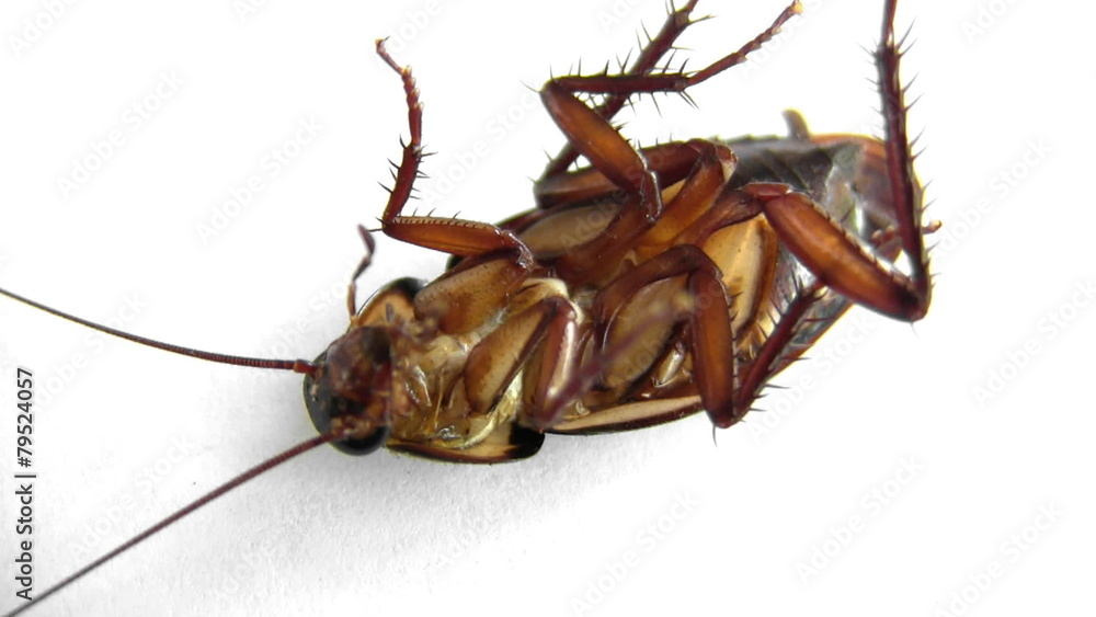 Fumigated Roach Flipped Fumigated Roach Flipped