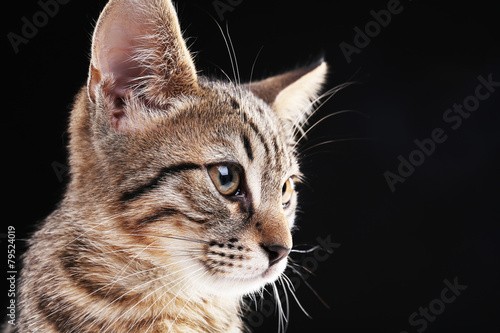 Portrait of stripped kitten on black background