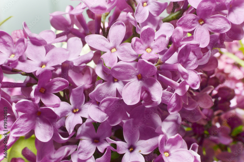 lilac violet flowers, floral background