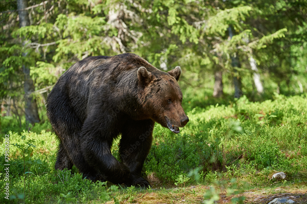 Big brown bear