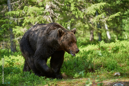 Big brown bear © lucaar