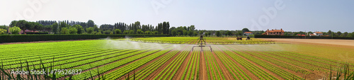 Panoramic irrigation field