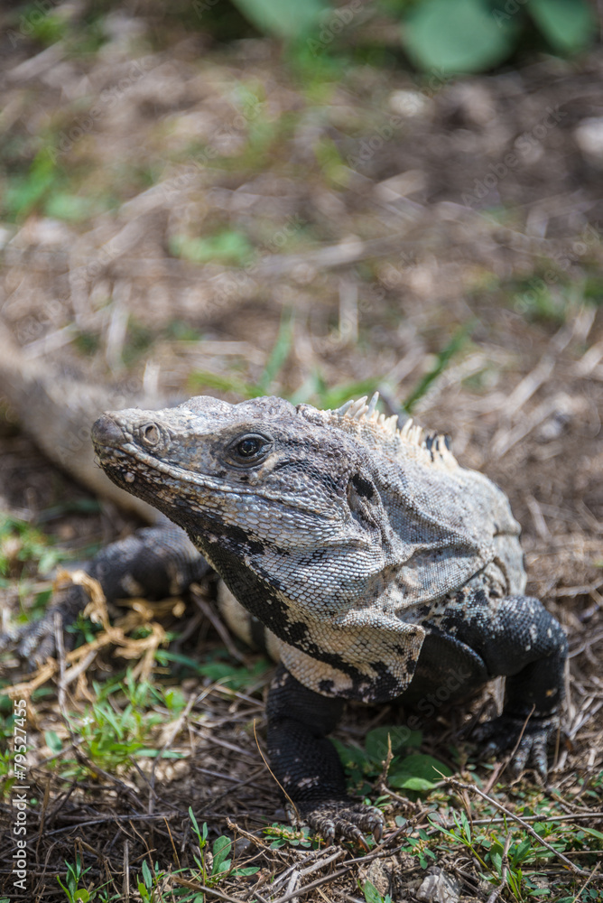 Wild Lizzard at Tulum, traveling Quintana Roo, Mexico. Wild Lizzard at Tulum, traveling Quintana Roo, Mexico.