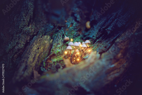 Magical mushrooms in a dark forest