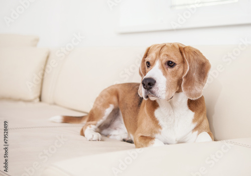Beagle dog on the white leather sofa