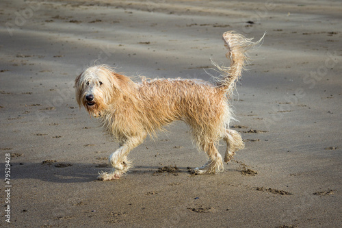 Labradoodle Running on the Beach © dazb75