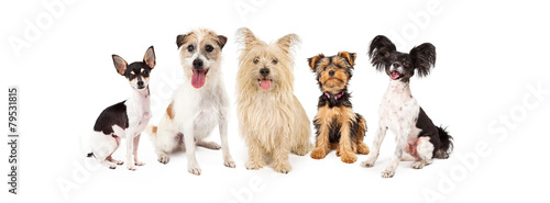 Photography Common Small Breed Dogs