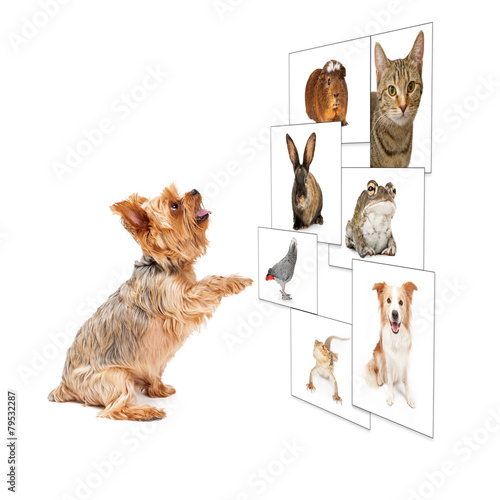 Fototapeta Naklejka Na Ścianę i Meble -  Dog Scrolling Pet Photo Wall
