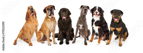 Giant Breed Dog Group