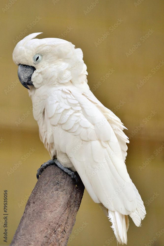 White Umbrella Cockatoo sleeping on the branch White Umbrella Cockatoo sleeping on the branch