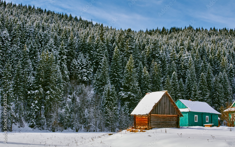 Shed and Snowy Pines