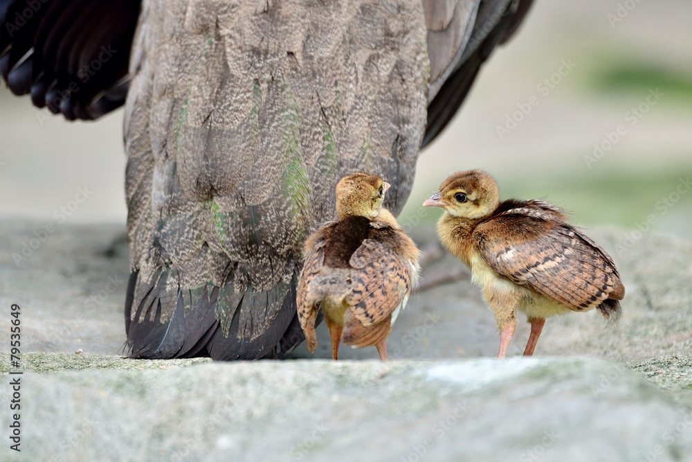 Fototapeta premium Two little peacock following their mother