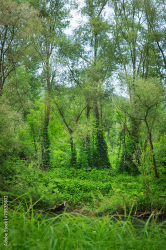 Green forest and river.