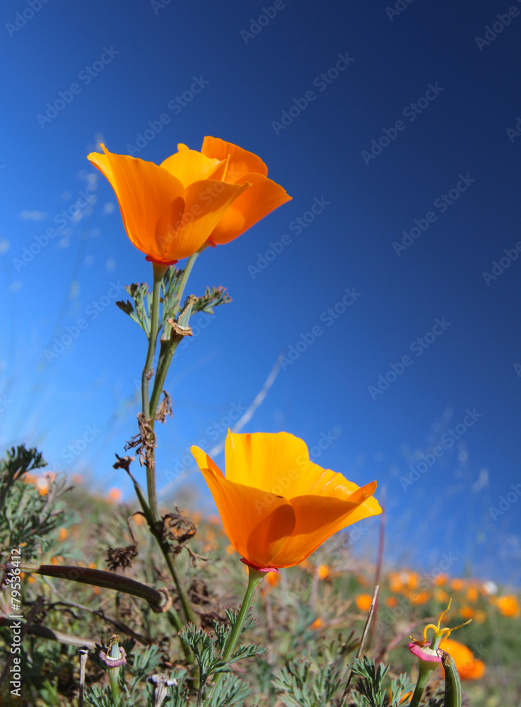Obraz premium California golden poppy flower field