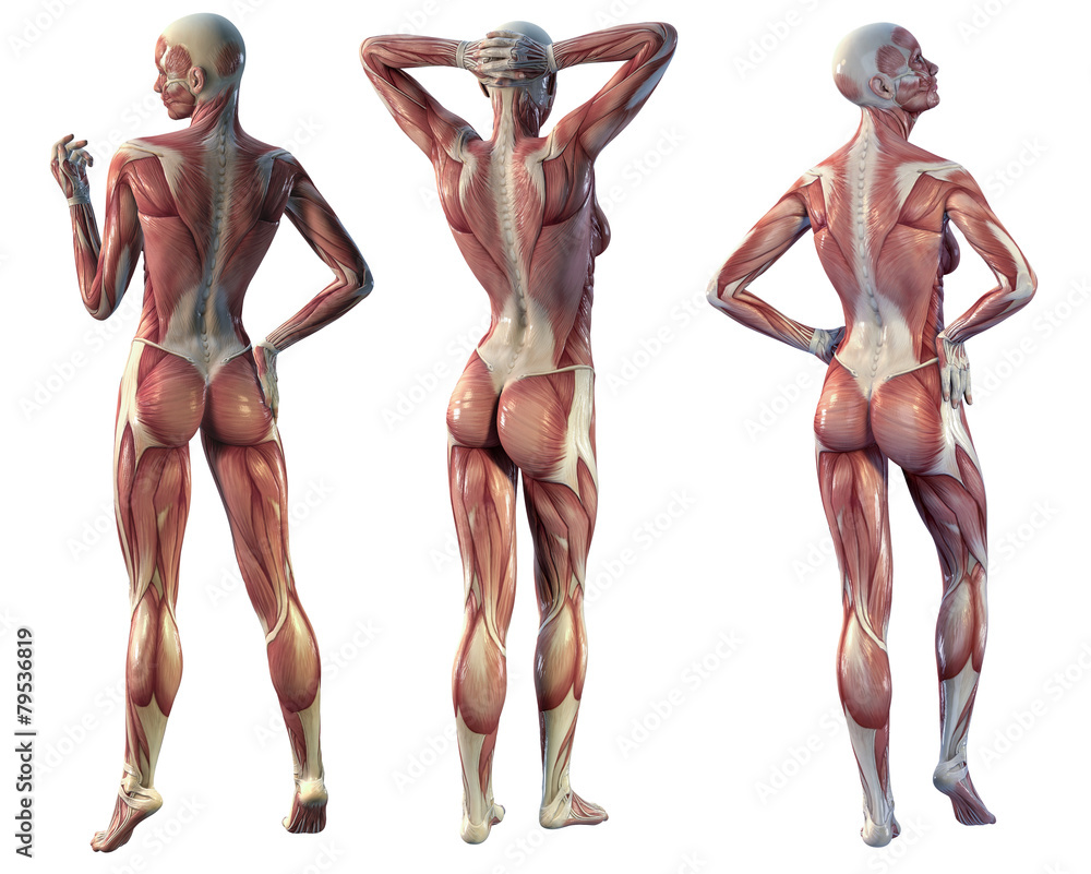 muscle woman back view Stock Illustration