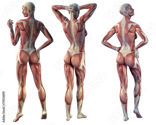 muscle woman back view