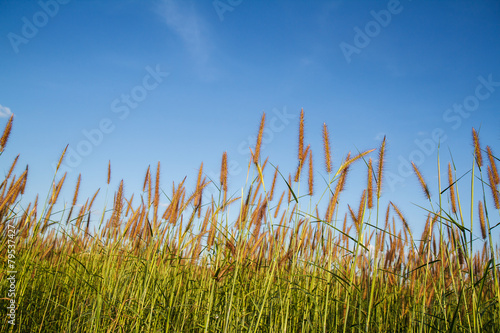 Grass flowers with sky background.