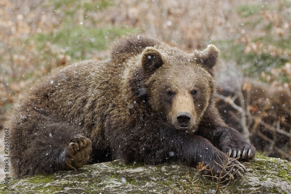 Fototapeta premium Braunbär