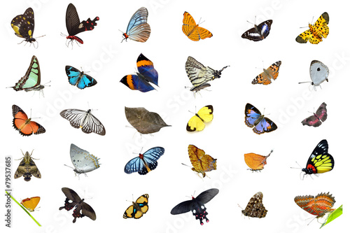 Butterfly collection