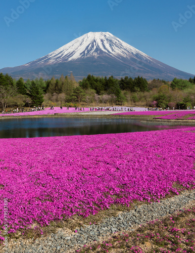 Fuji Shibazakura Festival in Japan