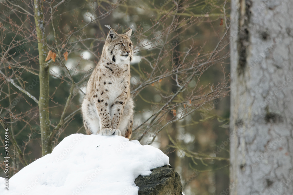 Obraz premium Luchs (lynx lynx)