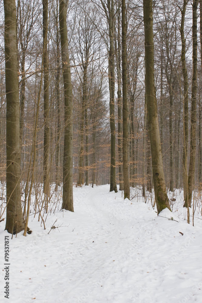 winterly forest winterly forest