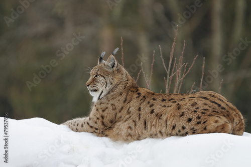 Luchs  lynx lynx 